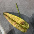Artificial tropical plant leaf detail close-up for home wall decor floral design. - 1 Piece/Pack / Coral Green