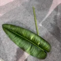 Artificial banana leaf fake green plant taro leaf for floral arrangement home decor - 1 Piece/Pack / Light Green