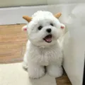 Mignon chapeau de mouton pour animal de compagnie peluche chaude hiver chien chat - Taille unique / Style Agneau (Blanc cassé)