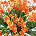Artificial Phalaenopsis Flower Arrangement Plastic Green Plants Home Decor Detail Shot - Orange