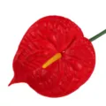 Single artificial red anthurium flower PE plastic plant for home wedding party decoration. - Red
