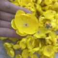 Yellow artificial plum flower heads for DIY crafts, wedding decor, and hair accessories. - Yellow