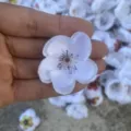 Artificial white plum blossom flower petals for DIY crafts hair accessories and decor. - White