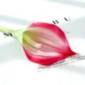 Mini arum artificiel tige unique fleur PU faux dégradé rouge et blanc décoration - Rose rouge