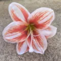 Artificial silk lily flower head for DIY handmade crafts hair clips clothing accessories. - Color 9