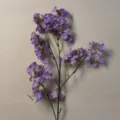 Daphne Flower