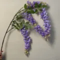 Wisteria