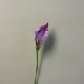 Pale Purple Calla Lily