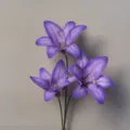 Lily