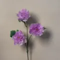 Peony
