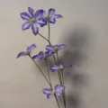 Dark Purple Clematis