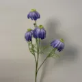 Cat's Eye Chrysanthemum