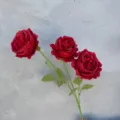 Nahaufnahme von künstlichen roten Rosen Seidenblumen Stielen für Hochzeitsdeko Blumenarrangements. - 3-Kopf-Ranunkel