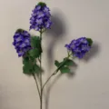Hyacinth