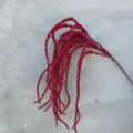 Nahaufnahme Detail des künstlichen roten hängenden Amarant-Blumenzweigs, realistische Textur. - Hängende Hirse 3-Gabel 1,1m