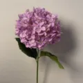 216-Head Hydrangea