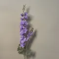 Delphinium