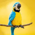 Προσομοιωμένο μπλε κίτρινο macaw λούτρινο παιχνίδι χαριτωμένο ζώο κούκλα διακόσμηση κλαδιού δώρο - 4-Color Parrot - Blue Parrot
