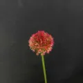 Rose red artificial flower stem, globe flower head for wedding home decor and floral arrangement. - Rose Pink Onion Ball