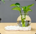 Vase en verre pour culture hydroponique avec socle en céramique nuage pour déco bureau - Nuage de Bonheur Hydroponique Blanc