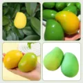 Style Mangue Thermique Croquante de Qualité Supérieure (1 Pièce/Pack) / Thermique Jaune à Vert