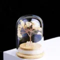 Citrien (Wensfles) ca. 5*7cm Boomhoogte ca. 5cm