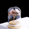 Aardbeienkwarts (Wensfles) ca. 5*7cm Boomhoogte ca. 5cm
