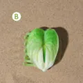 Green Leaf Style (H1503) / Green