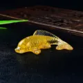 Jaune d'Or