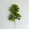 28-Head Thuja Pine