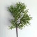 45-Head Fir Pine