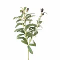 Olive Branch