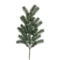 Noble Pine A Round Pine