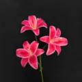 Rose Pink Three-Head Lily