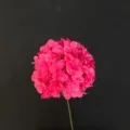 Rose Pink Alice Hydrangea