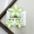 Juego Facetado Borde Transparente Verde