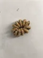 Light Coffee Multi