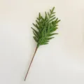 Green With Brown Paper