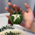 Cauliflower