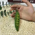 Pea Pod