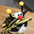 S / Little Bee Hat
