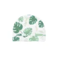 Monstera Vert