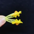 Dinosauro 17