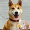Large Chinese Rural Dog (with Gold Buckle)