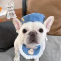 Large French Bulldog (with Gold Buckle)