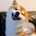 Large Shiba Inu (with Gold Buckle)