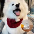 Large Samoyed (with Gold Buckle)