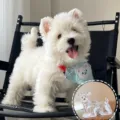 Large Schnauzer (with Gold Buckle)