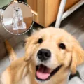 Large Golden Retriever (with Gold Buckle)