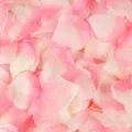 Pink Champagne